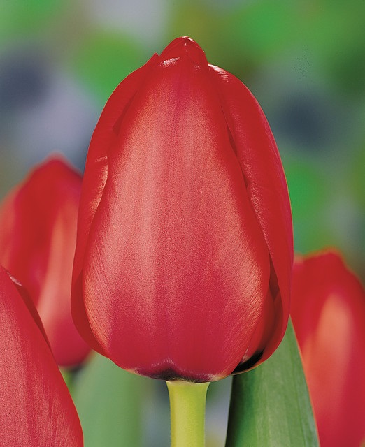 Tulipán RED IMPRESSION - 3 cib.