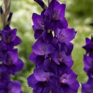 Mečík Purple flora
