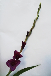 Gladiola Purple flora