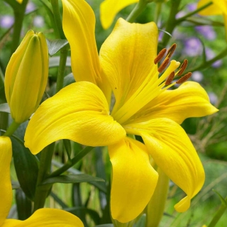 Lilie Asiatic yellow