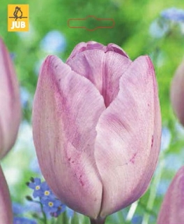 Tulipán JACUZZI - 3 cib.